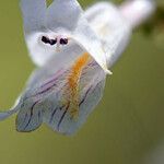 Penstemon arkansanus Flower