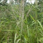 Panicum maximum Hoja