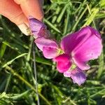 Lathyrus latifoliusफूल