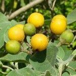 Solanum erianthum 果實