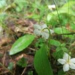 Moneses uniflora Flower