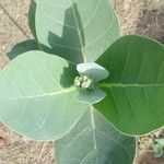 Calotropis procera (Aiton) Dryand.Листок