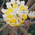 Edgeworthia chrysantha Цвят
