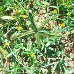 Dactyloctenium aegyptium Flower