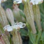 Silene vallesia Flors