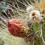 Echinopsis huascha Flor