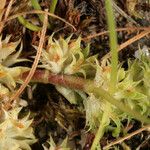 Trifolium suffocatum Květ