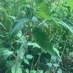 Koenigia polystachya অন্যান্য