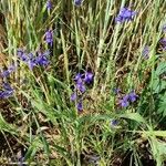 Delphinium consolida Habitat