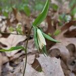 Uvularia sessilifolia Fleur