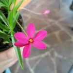 Rhodohypoxis baurii Квітка