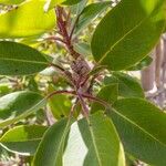 Arbutus xalapensis Leaf