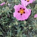 Cistus x purpureus Flor