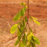 Albizia zygia Hoja