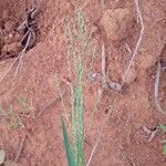 Panicum maximum Hoja