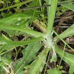 Tolpis barbata Leaf