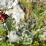 Allium scorodoprasum ᱵᱟᱦᱟ
