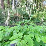 Actaea elata Habit