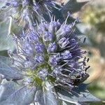 Eryngium maritimum ফুল