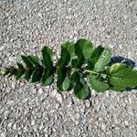 Brassica tournefortii Leaf