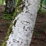 Fagus sylvatica 树皮