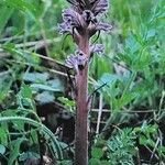 Orobanche amethystea Flower