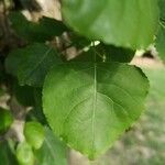 Populus nigra পাতা