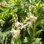 Dendrobium antennatum Flor