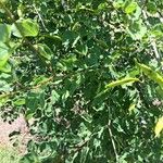 Bauhinia lunarioides Blatt