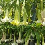 Brugmansia suaveolens Kukka