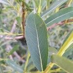 Salix purpurea पत्ता