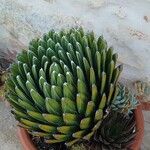 Agave victoriae-reginae Агульны выгляд