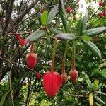 Crinodendron hookerianum Φύλλο