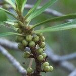 Myrsine asymmetrica Φρούτο