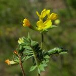 Ornithopus compressus Flower