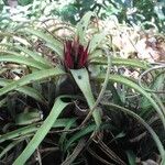 Aechmea recurvata Folha