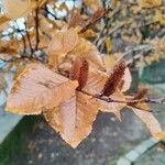 Betula medwediewii Hoja