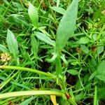 Rumex acetosella Blad