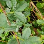 Cytisus nigricans Foglia