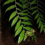 Marcgravia brownei Hoja