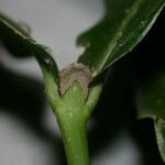 Rudgea cornifolia 树皮
