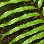 Drynaria rigidula Leht