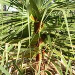 Pandanus spiralis Hoja