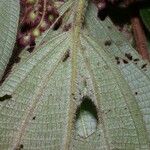 Miconia longicoma Deilen