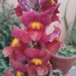 Antirrhinum majus Bloem