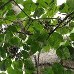 Lannea welwitschii Habitus