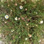 Erigeron modestus ᱵᱟᱦᱟ