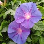 Ipomoea indicaFlower