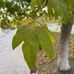 Acer negundoLeaf