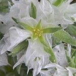 Paronychia capitata 花